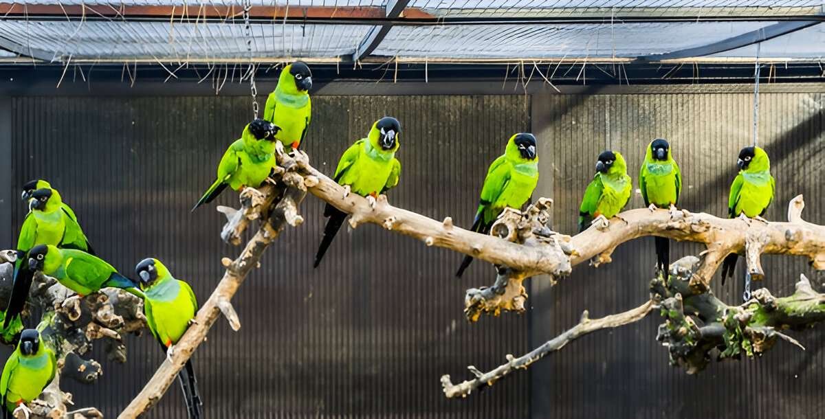 aviary
